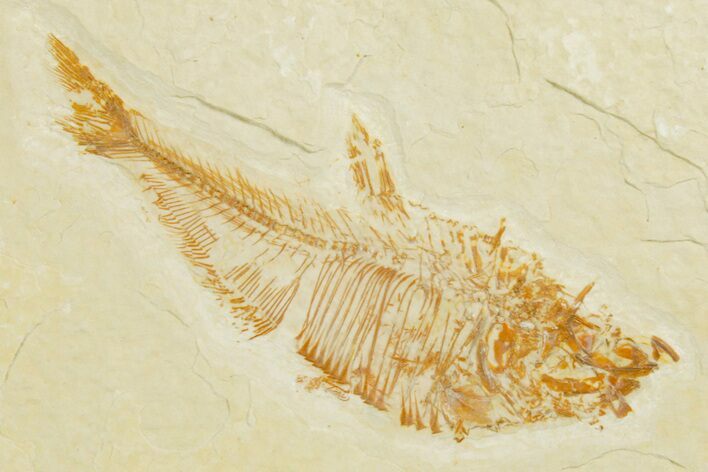 Fossil Fish (Diplomystus) - Wyoming #355651